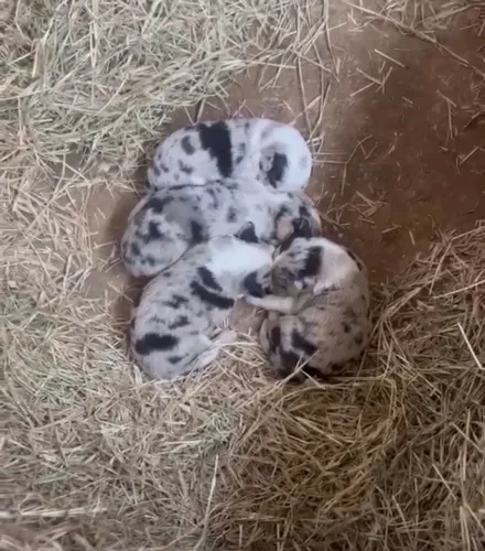 Cães Boder Colie