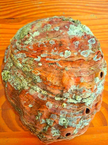 Concha do mar 