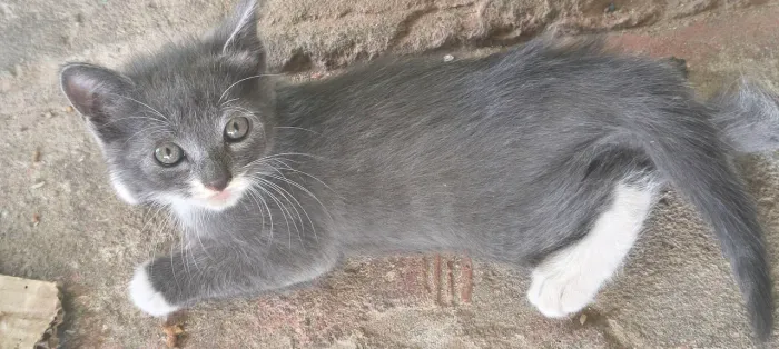 Gatos para adoção