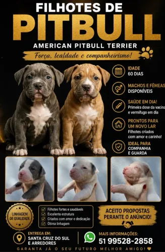AMERICAN PITBULL TERRIER