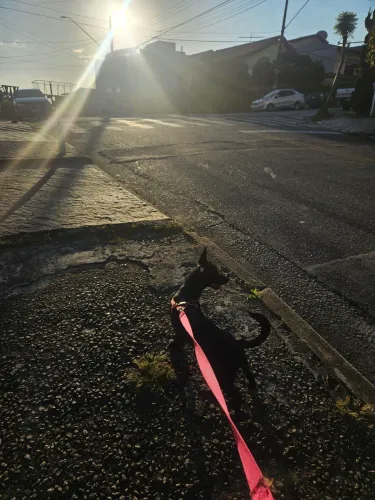 Doação cachorro porte pequeno