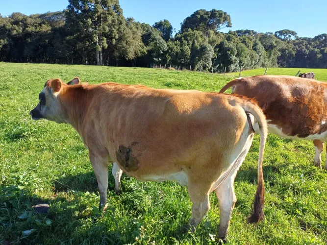 Prá venda vaca Jersey nova enchertada watts *