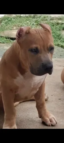 Pit Monster (Brazilian Bull) 4 MESES 