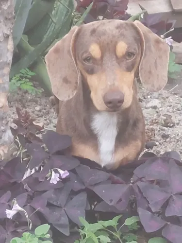 Filhotes basset