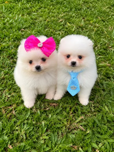 Spitz alemão(Lulu)