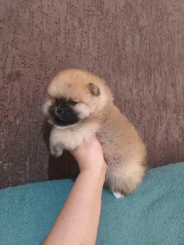Lulu da Pomerânia machos e fêmeas