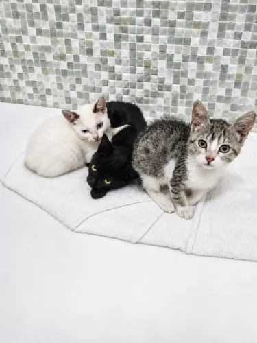 Gatinhas para adoçao responsavel