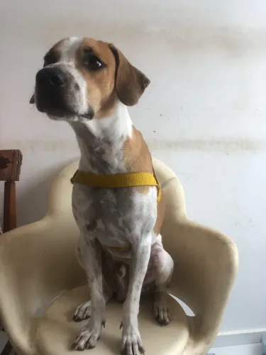 Cachorro