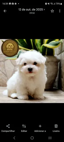 Maltês micro melhor linhagem