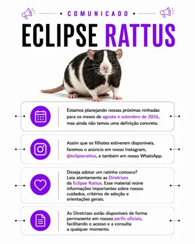Filhotes de Rato Twister (Fancy Rat) - Reserva em Breve 2026