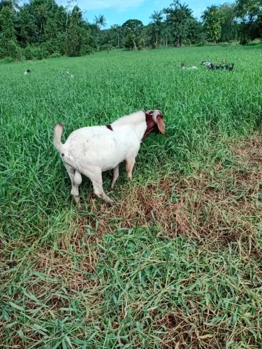 Vendo ou troco um reprodutor Boer por outro Reprodutor 
