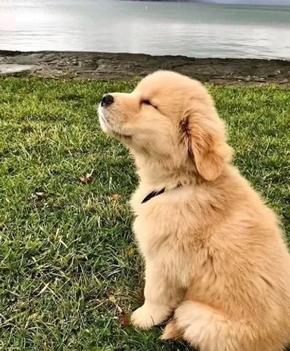 GOLDEN RETRIEVER ALTA QUALIDADE