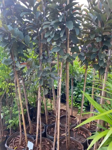 Muda de goiaba roxa 