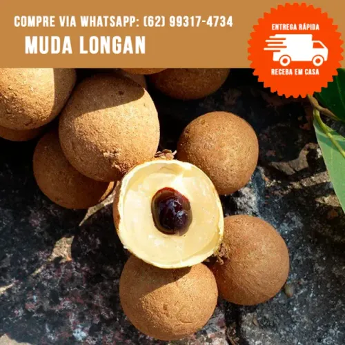 Muda de Longan
