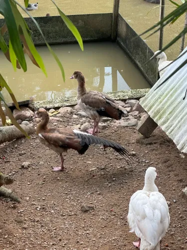 Peru emu Angola pavão marrecos patos  