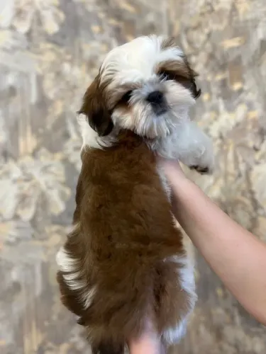 Shih-Tzu branco e preto minúsculos