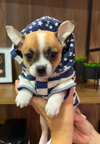 Chihuahua pelo curto preço especial