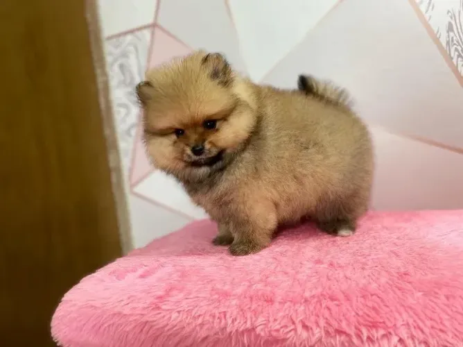 Spitz Alemão Todas as raças com ganratia total de saude e veterinario gratuito.