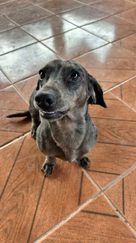 Adoção responsável /Raça Dachshund(Salsicha)