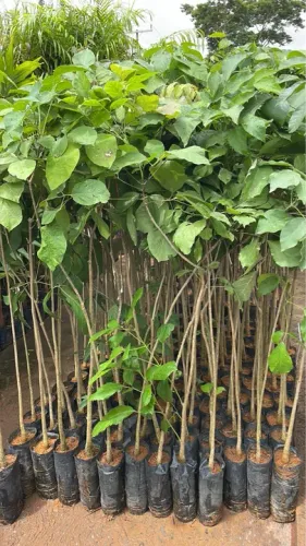 Mudas de Ipê Branco com 1,50 a 1,70 MT
