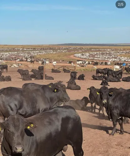Fazenda de 15 mil hec, 12 mil abertos em Itiquiras MT. 700 milhões.