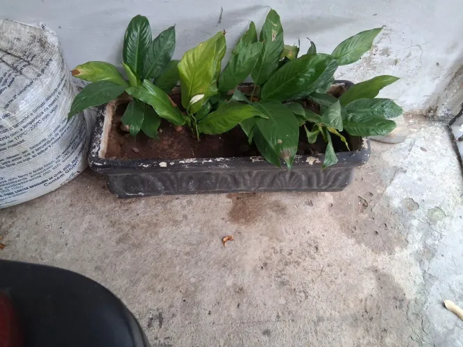 Vender