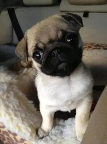 Pug filhote lindo um furacão de 04 patas