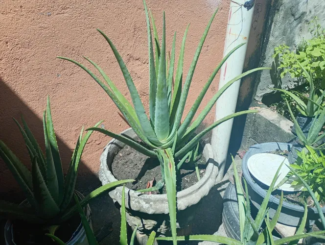 ALOE VERA 