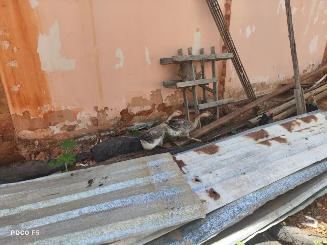 Ganso,galos,galinhas frangos diversas raças e codornas 