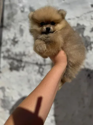 Lulu anão macho e fêmea dia dos namorados