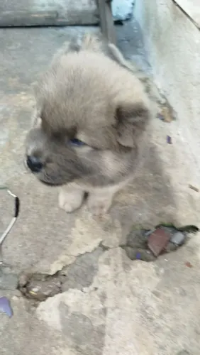 Vender cachorro Chow Chow