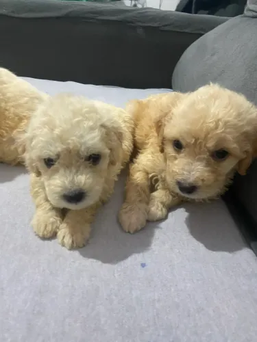 Poodle 