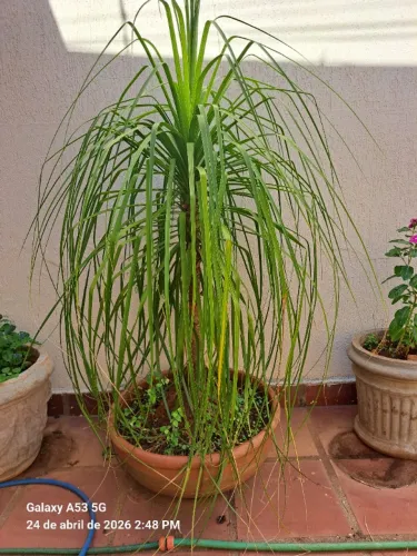 PLANTA ORNAMENTAL PATA DE ELEFANTE NO VASO - PORTE GRANDE ALTURA 1,5 m