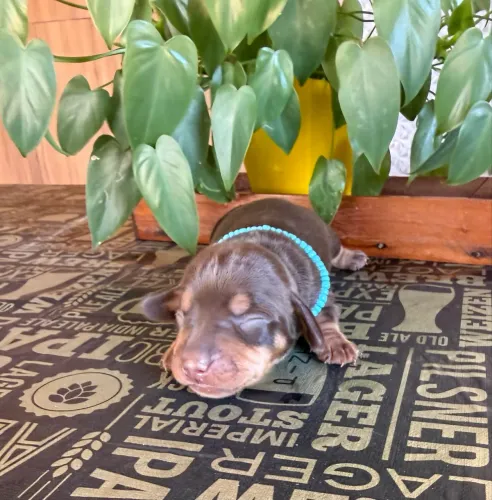 Dachshund( famosos salsichinhas, Cofap)