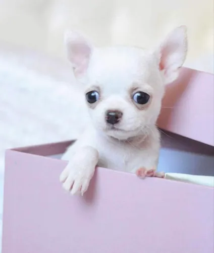 Chihuahua pelo curto fêmea parcelamos até 18