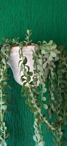 Vaso de Planta Para pendurar na parede