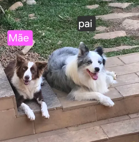 BorderCollie com pedigree