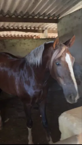 Mangalarga marchador