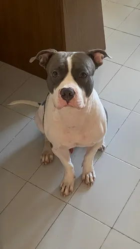Pitbull pra cobertura 