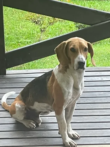 Cão Caçador
