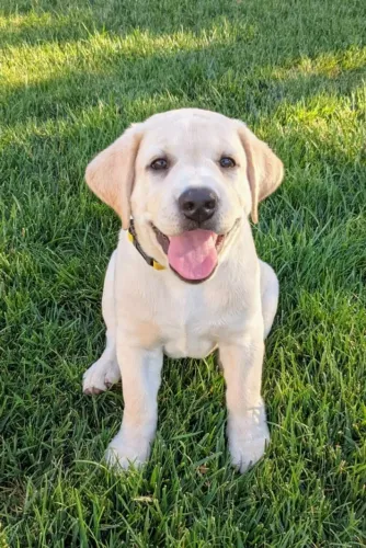 Filhotes de Labrador | Uma amizade cheia de carinho.