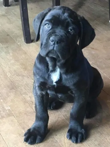 Cane Corso Otimo Cão De Guarda