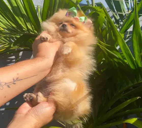 Spitz Alemão Anã (Lulu da Pomerãnia)