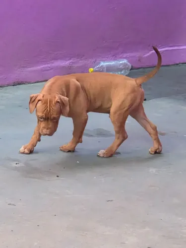 Pitbull Monster