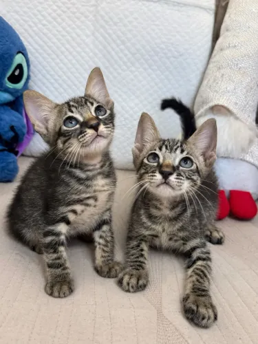 Gatinhos pra adoção  