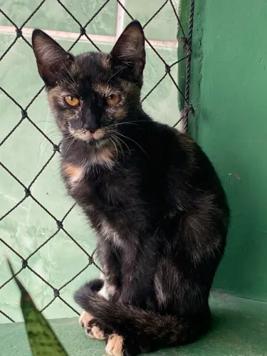 Gatinha para doação responsável.