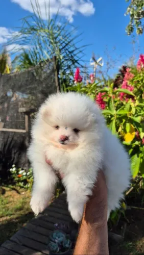 Spitz alemão
