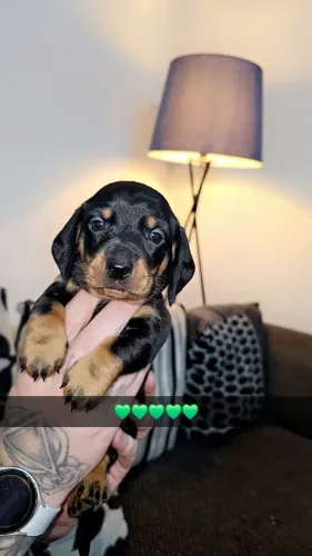 Neném dachshund/teckel/basset/salsicha/cofap linhagem selecionada
