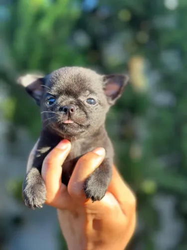 Chihuahua fêmea Pêlo curto Black com pedigree. Uma filhote perfeita! Cabeça redondinha.