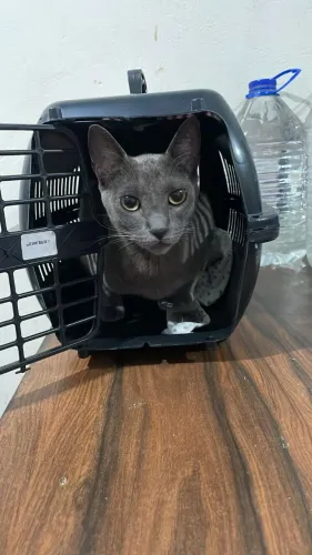 Doação de gatinhos